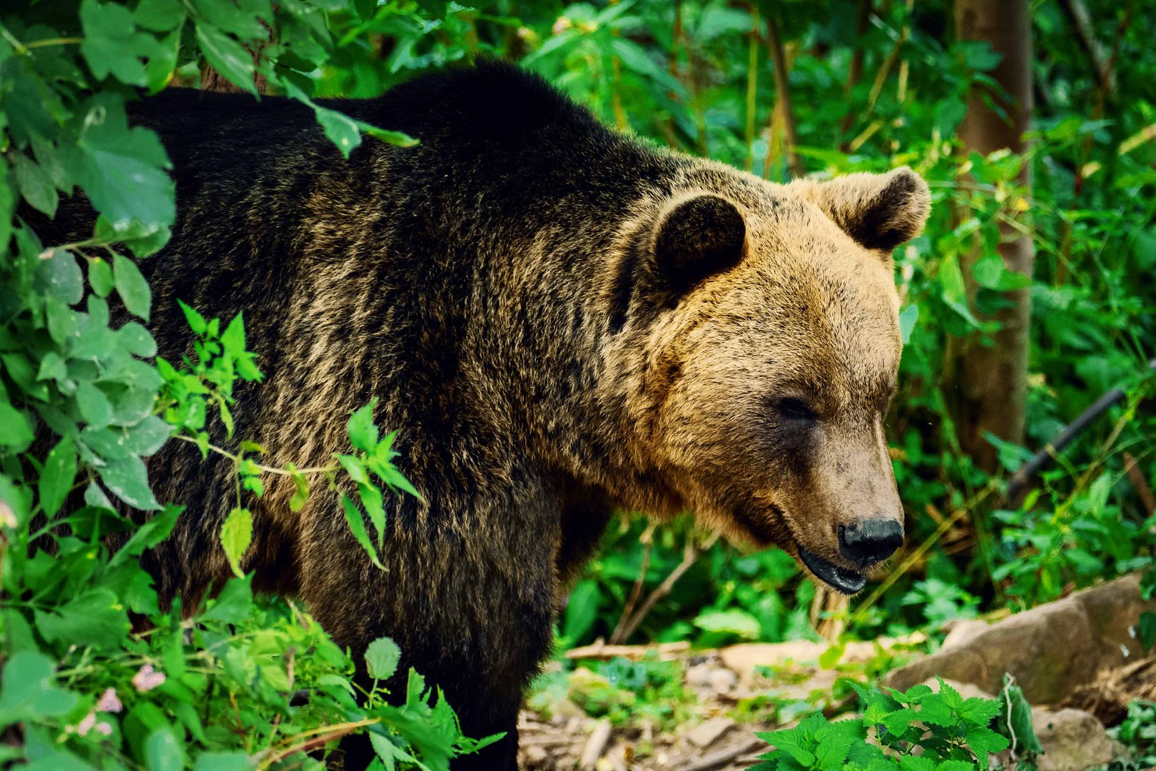 Alternativer Wolf und Bärenpark Schwarzwald