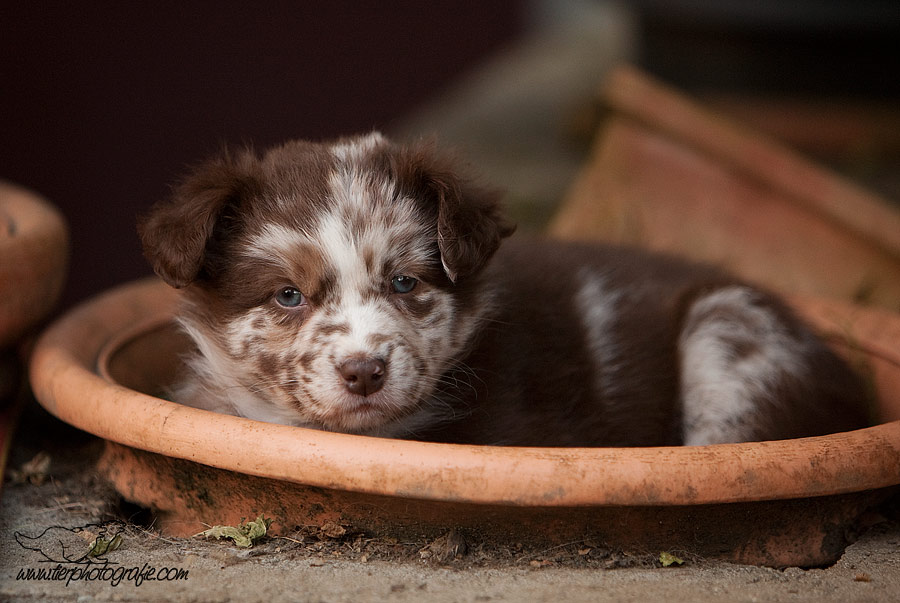 Alternatives Hundebett