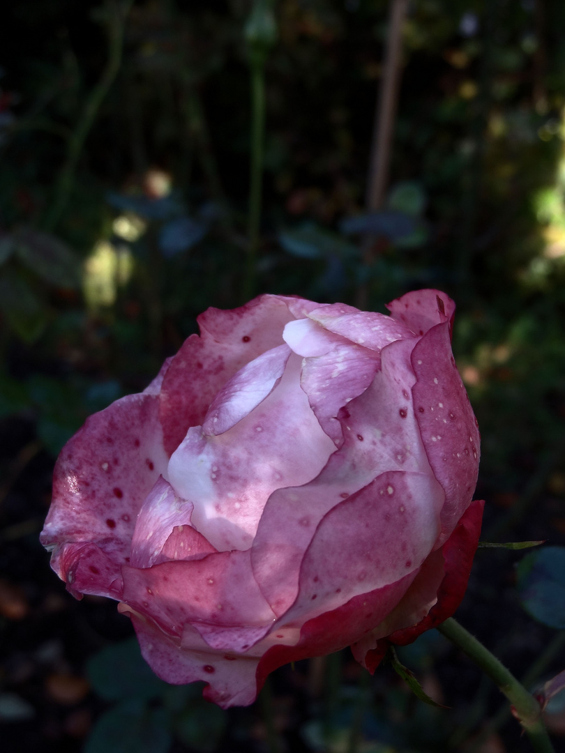 alternde rose