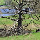 altersschwacher Baum im ...