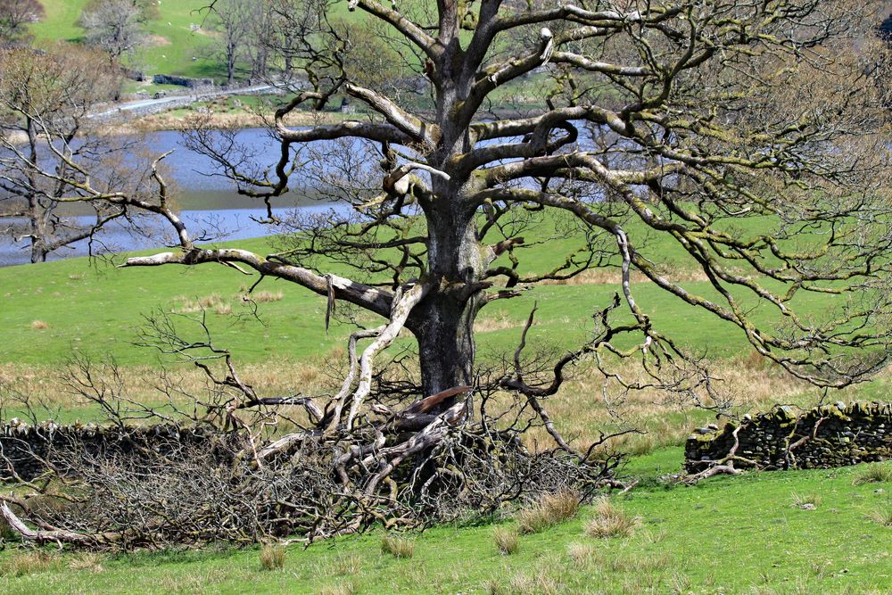 altersschwacher Baum im ...