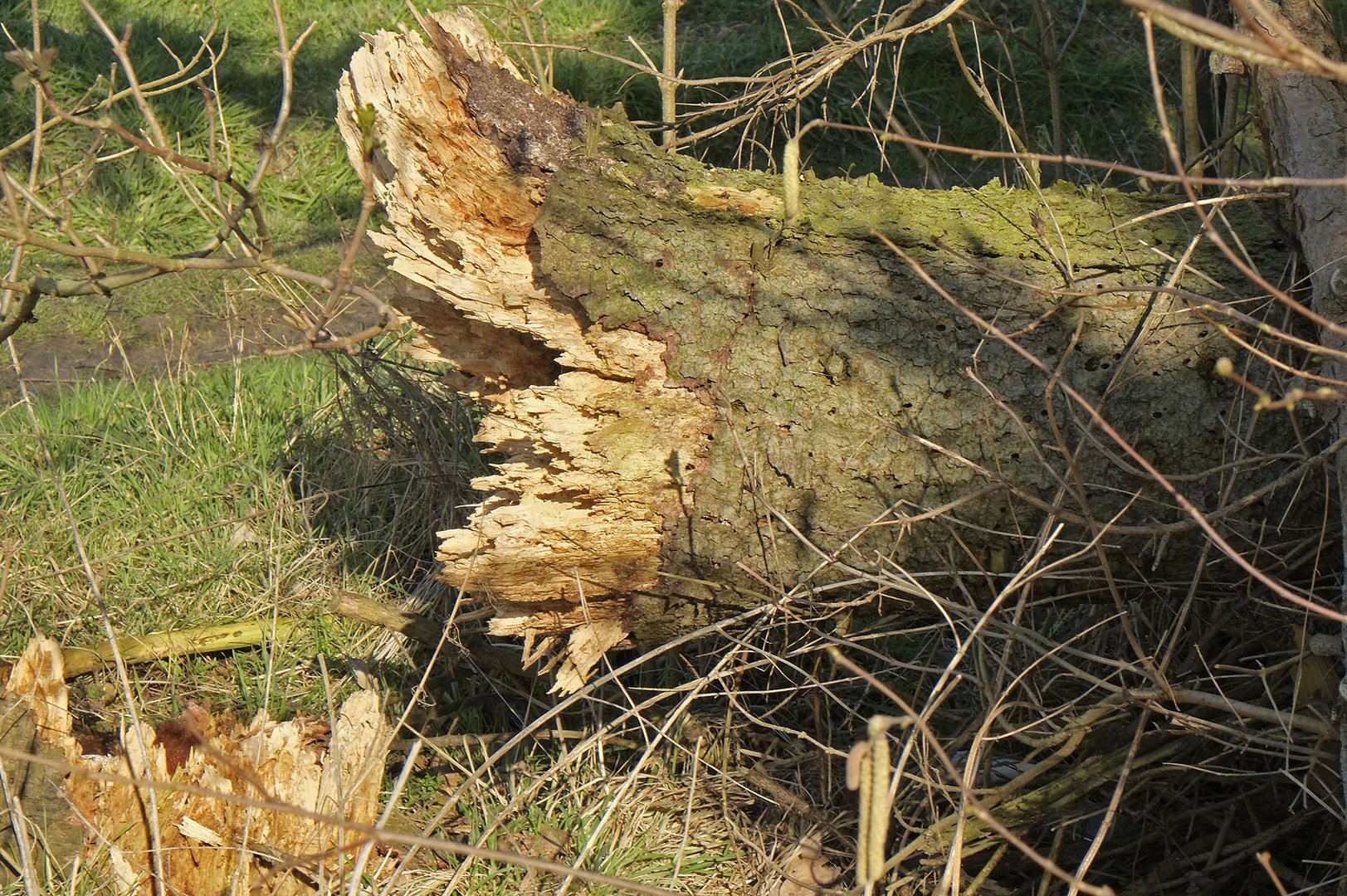 Altersschwäche - abgebrochen, der letzte Sturm gab ihm den Rest.