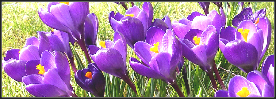 Altes aus meinem Garten... Februar 2008