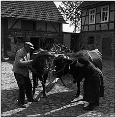 Altes Bauernpaar spannt Kühe vor den Leiterwagen