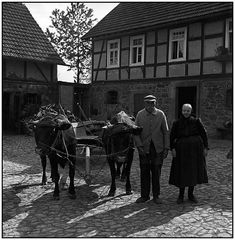 Altes Bauernpaar und seine Kühe