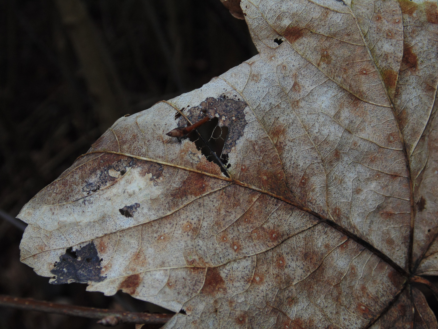 Altes Blatt