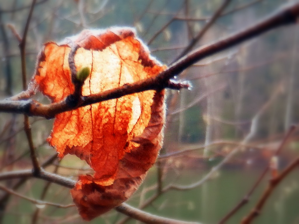 " altes blatt "