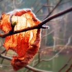 " altes blatt "