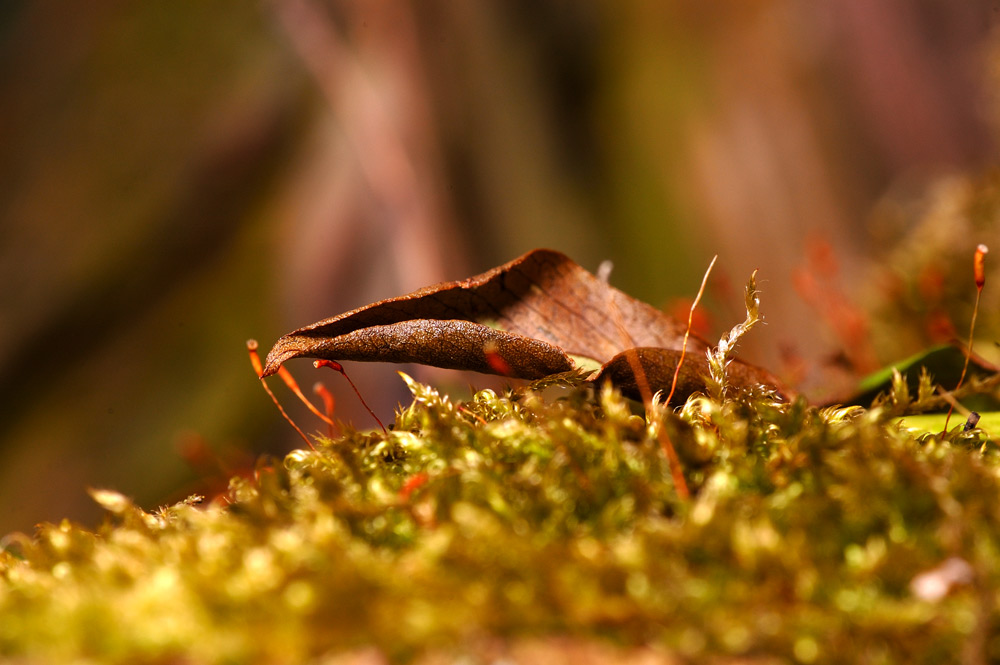 altes Blatt