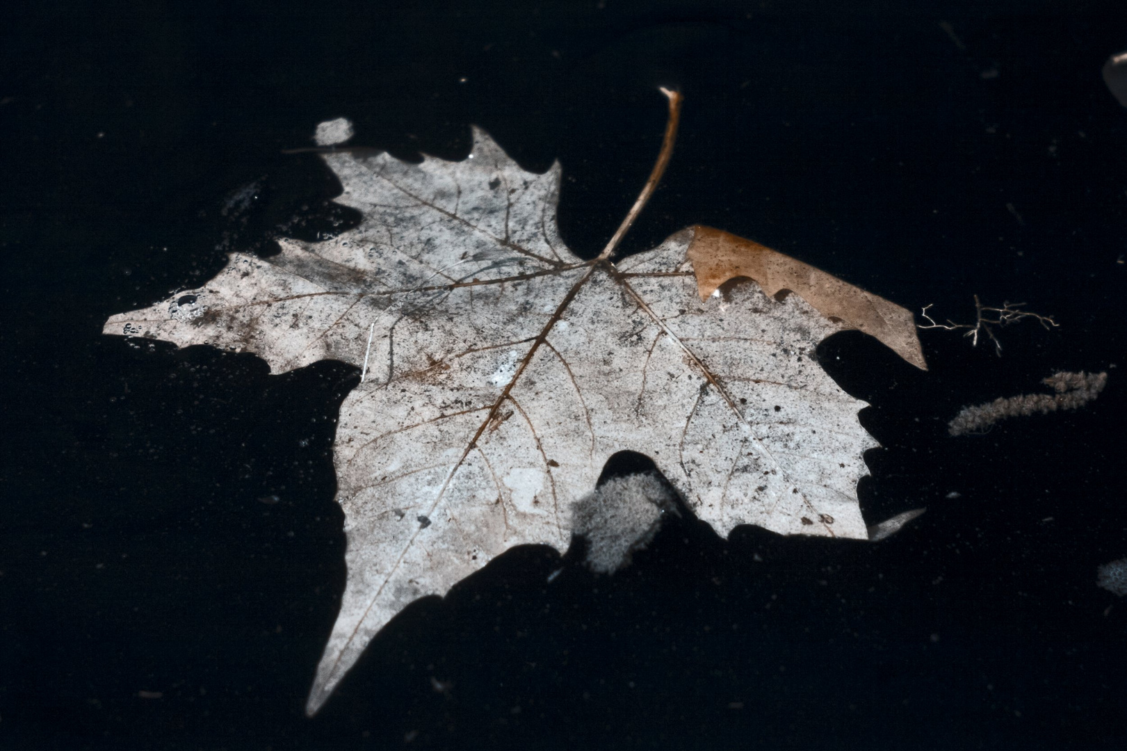 altes Blatt im Fluss (Infrarot)