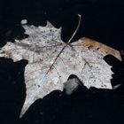 altes Blatt im Fluss (Infrarot)