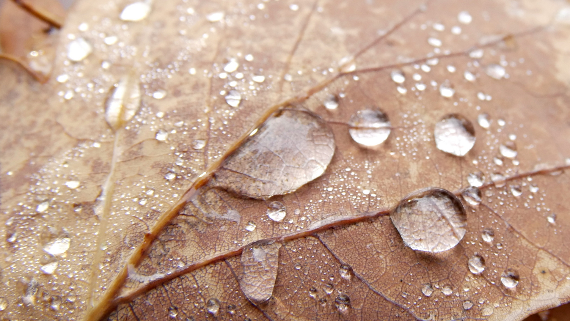 Altes Blatt mit jungen Tropfen