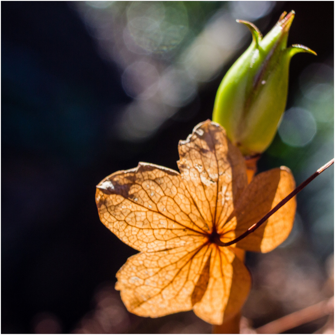 Altes Blatt und junge Knospe