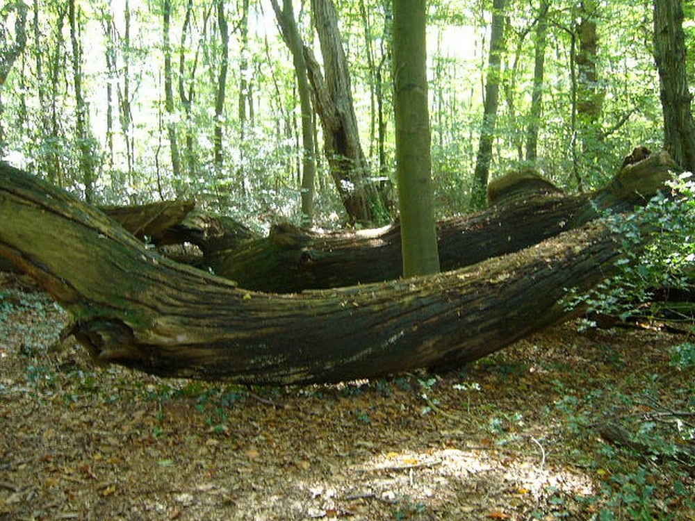 Altes Boot im alten Wald