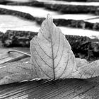 Altes Dach - altes Blatt