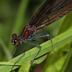 Altes, dunkel-bronzefarbenes Weibchen der Blauflügligen Prachtlibelle (Calopteryx virgo)