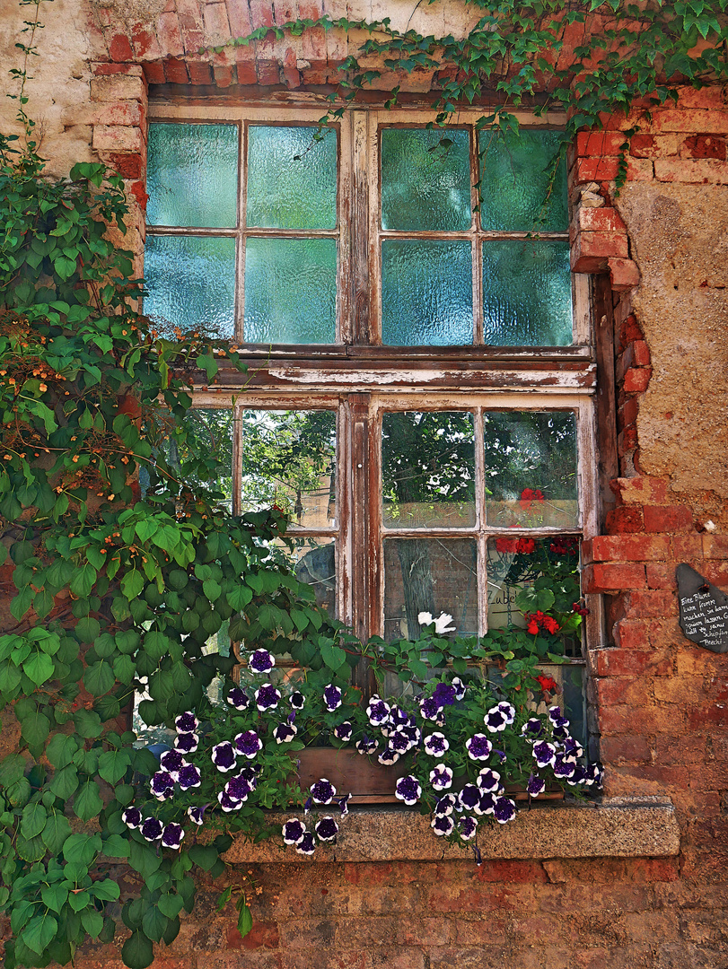 Altes Fenster mit lila Blumen