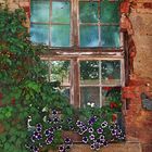 Altes Fenster mit lila Blumen