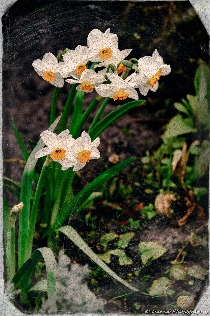 Altes Foto imitieren (Autochrome)