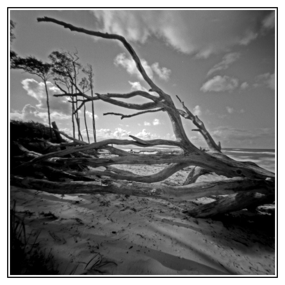 altes Gehölz am Weststrand Darß / Prerow