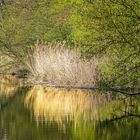 Altes Gras in frischem Grün