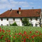 Altes Haus im Mohnfeld