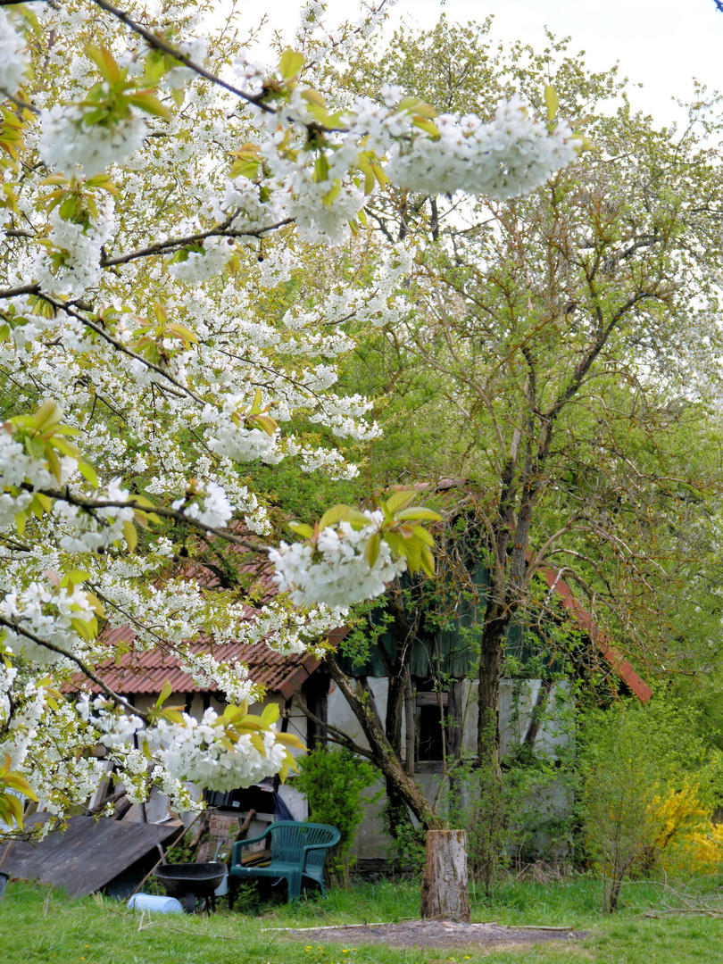 Altes Haus in Frühlingsglanz