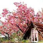 Altes Haus in Kirsch(blüten)