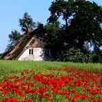 altes Haus in voller Blüte 2