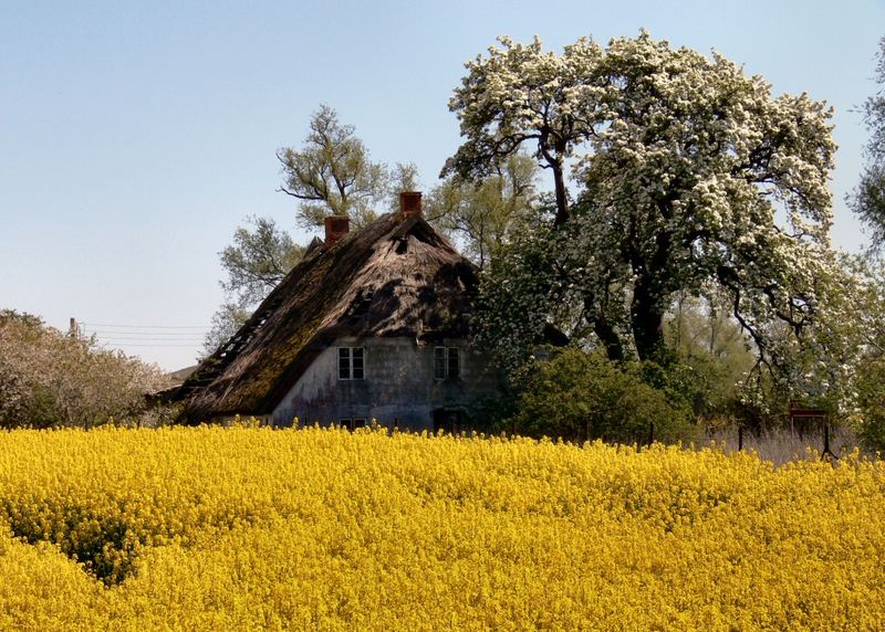 altes Haus in voller Blüte