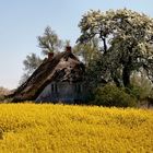 altes Haus in voller Blüte