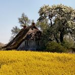 altes Haus in voller Blüte