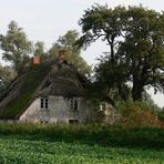 altes Haus in voller Blüte (Herbst 2006)