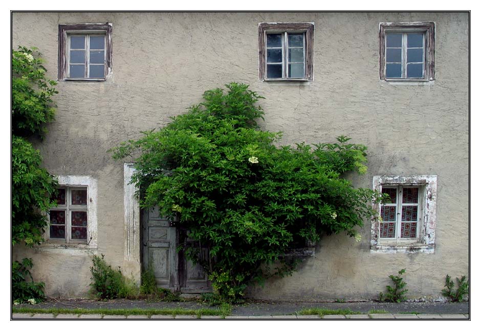 Altes Haus mit Holunder