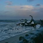 Altes Holz am Greifswalder Bodden