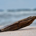 Altes Holz am Strand