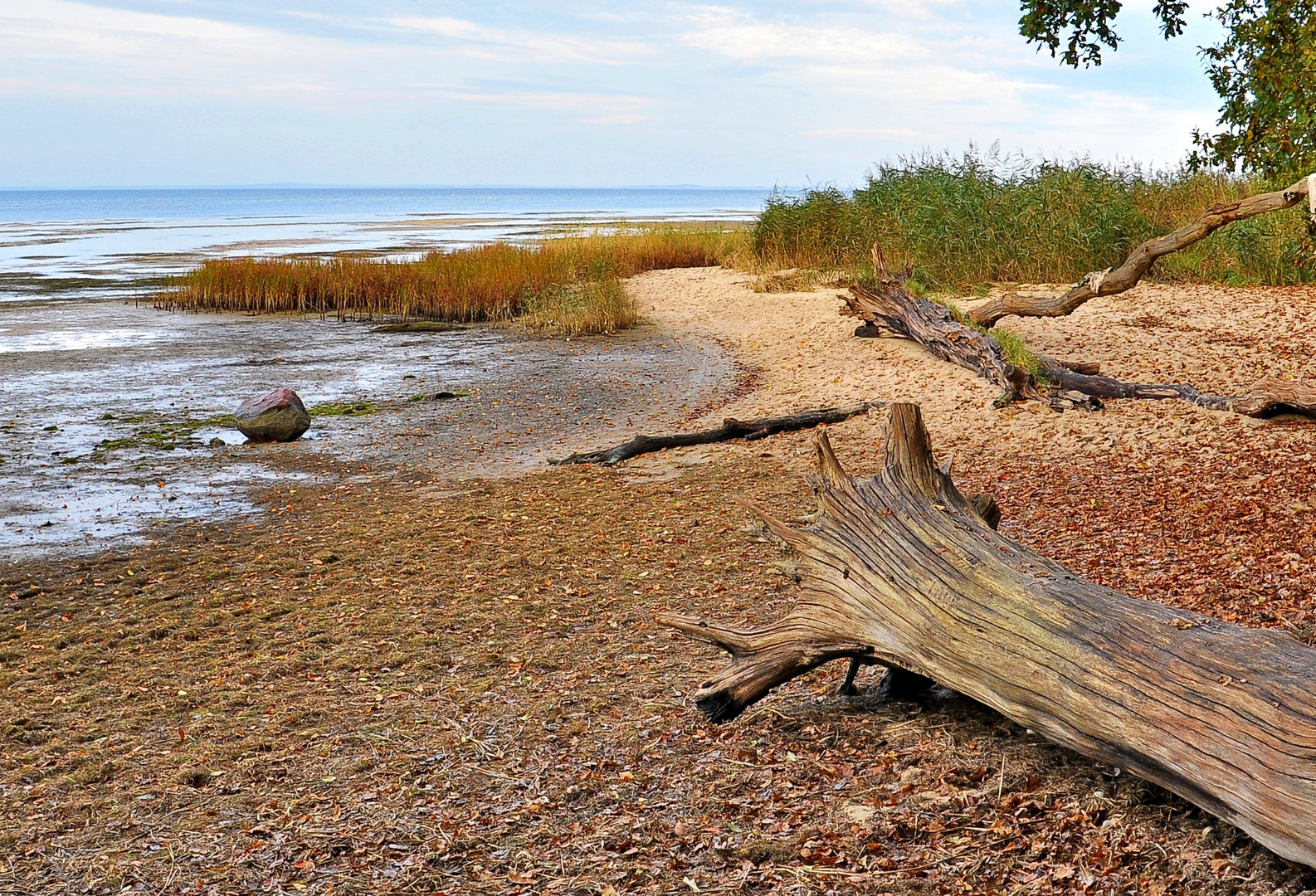 Altes Holz am Ufer