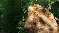 Altes Holz