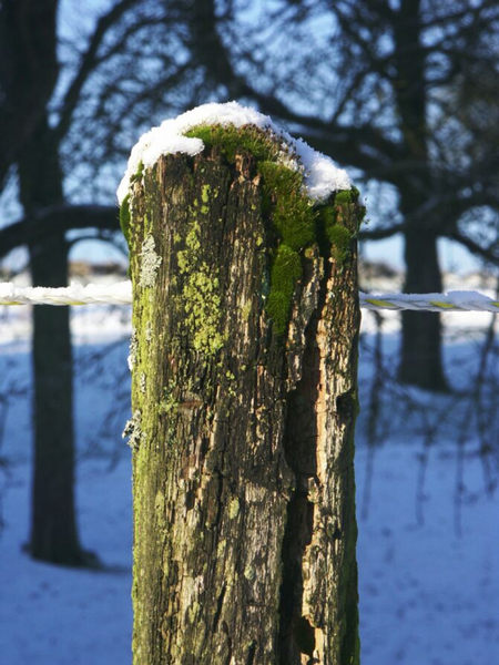 Altes Holz im Schnee ...