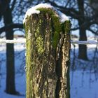 Altes Holz im Schnee ...