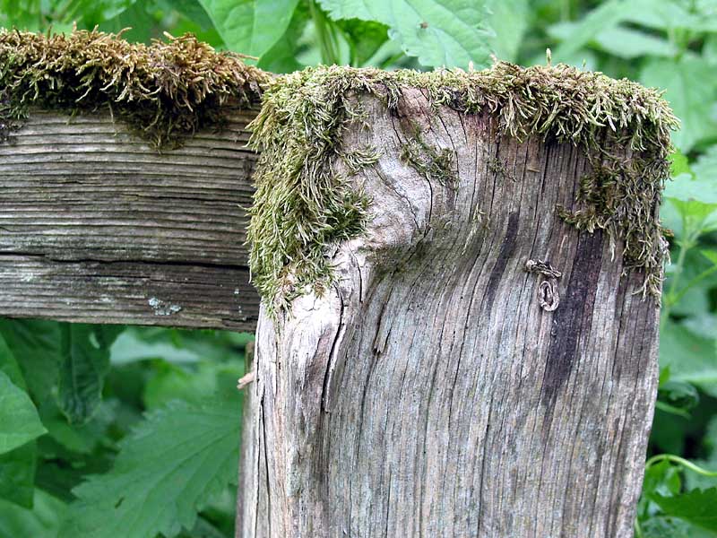 Altes Holz mit neuem Grün