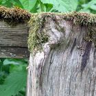 Altes Holz mit neuem Grün