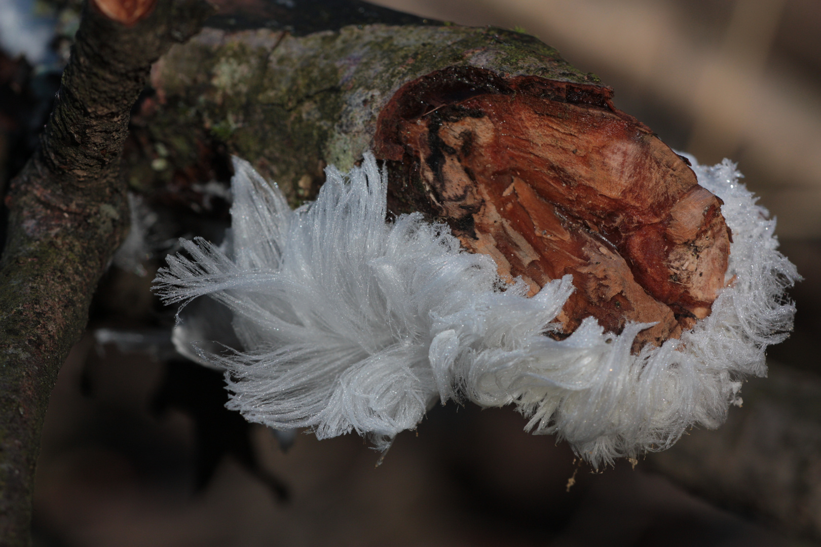 altes Holz mit Rausche Bart IMG_0156