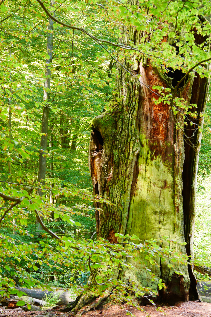 Altes Holz schaut hinter jungem Grün hervor