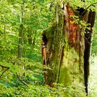 Altes Holz schaut hinter jungem Grün hervor