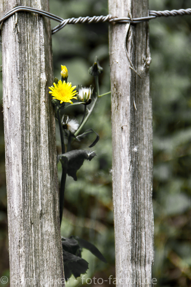 Altes Holz und junge Blume