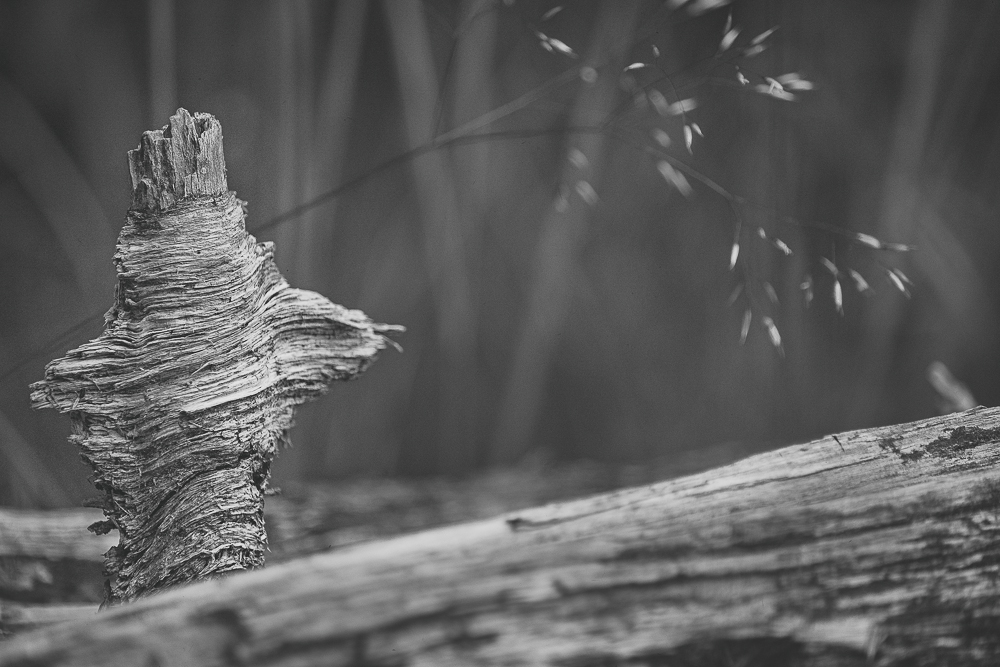 Altes Holz vom Samstag