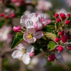 Altes Land Apfelblüte