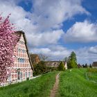 Altes Land Frühling