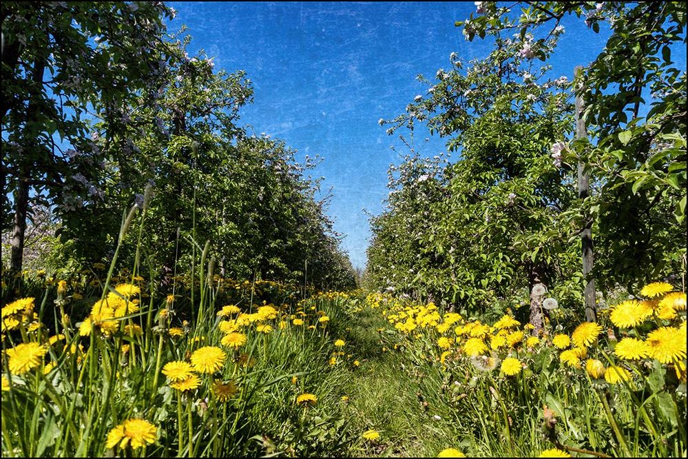 Altes Land im Blütenrausch